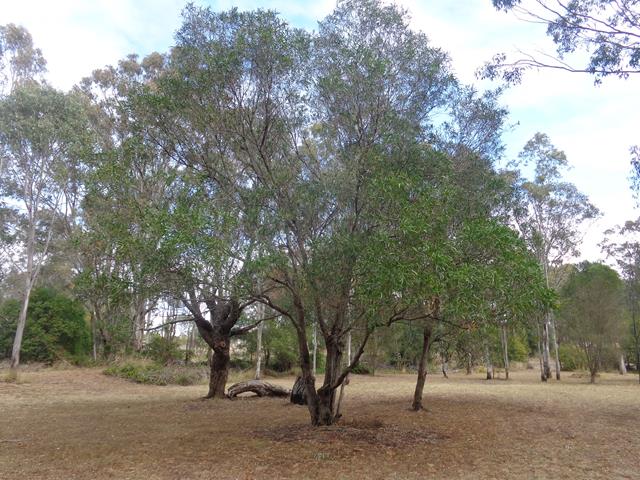 Acacia maidenii