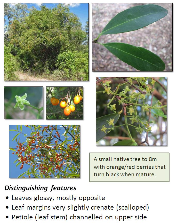 Eleaodendron australe