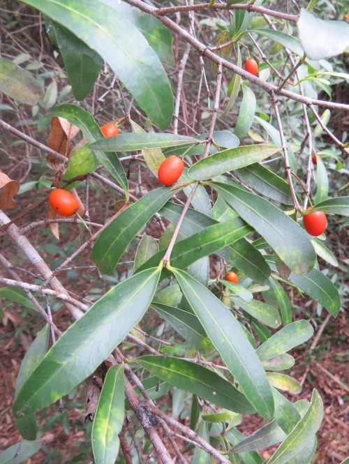 Eleaodendron australe