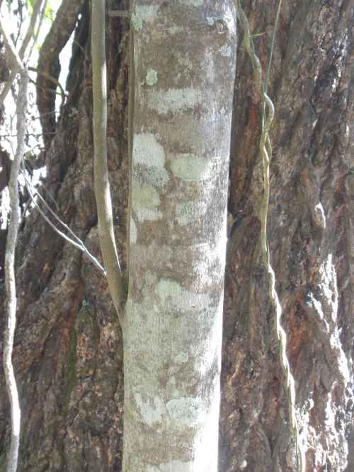 Eleaodendron australe