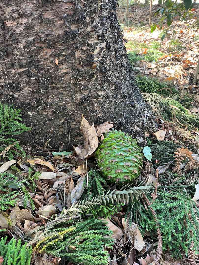 Bunya nut