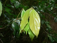 Close up of a leaf on a tree